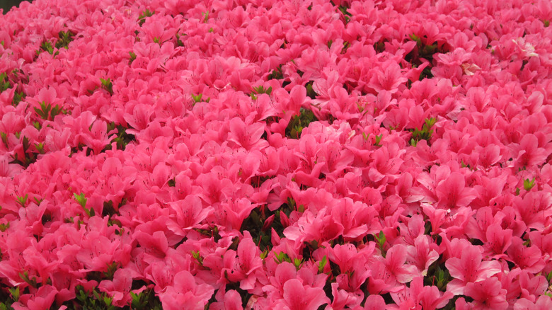 Pink rhododendrons in bloom