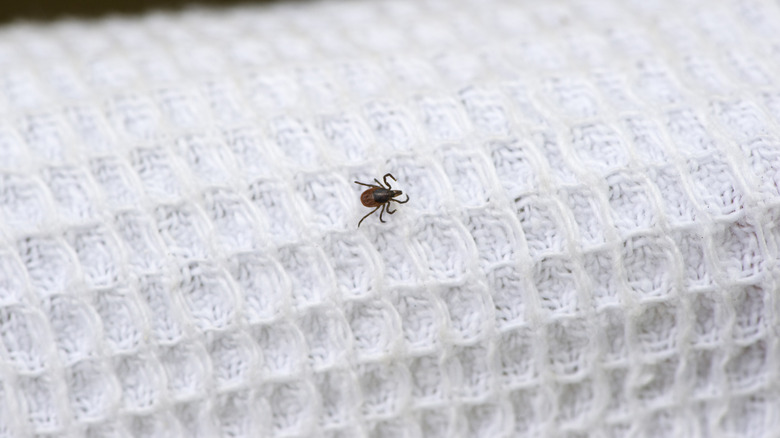 Tick on white fabric