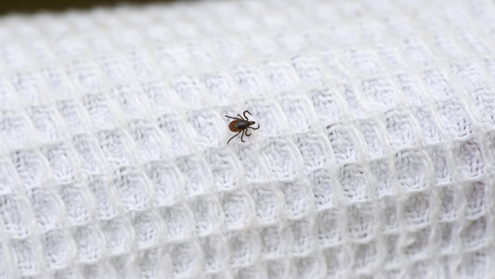 Rid Your Clothing Of Pesky Ticks With An Easy Laundry Trick