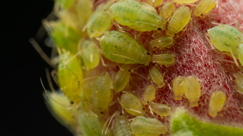 Green aphids infest a plant with red and green tissue.