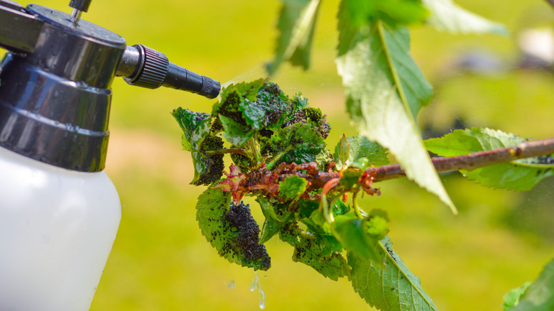 A spray bottle applies liquid to infested cherry tree leaves.