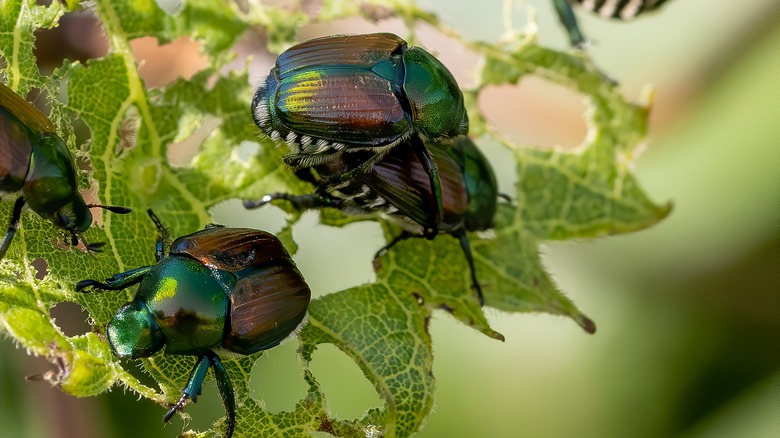 Four Japanese beetles eating leaf