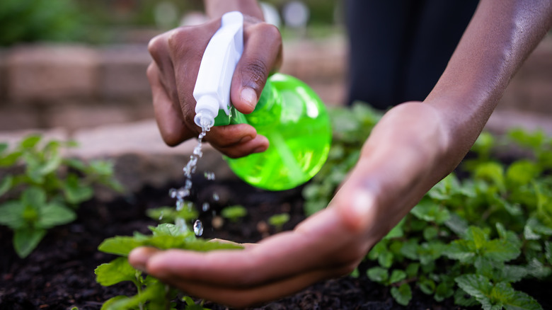Someone spraying liquid on leaves