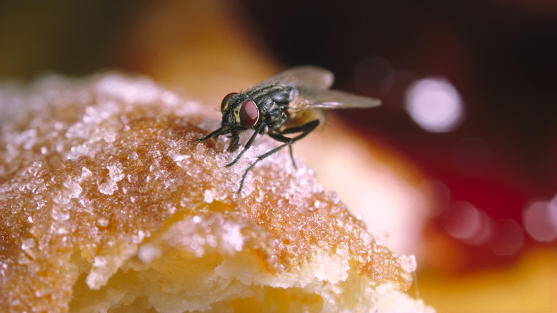 Fly landing on sugary pastry