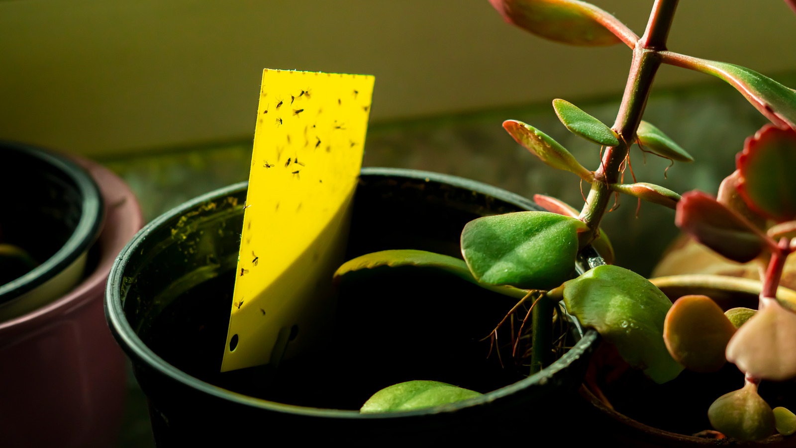 How to Get Rid of Fungus Gnats for Indoor Plants - Dossier Blog