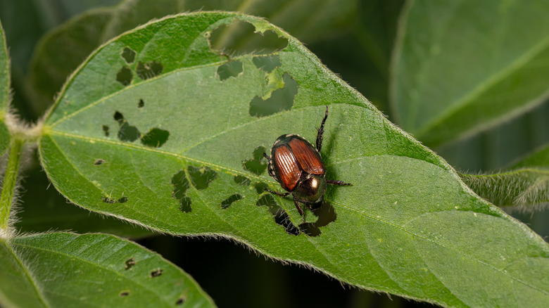 Japanese beetle feeding on a plant