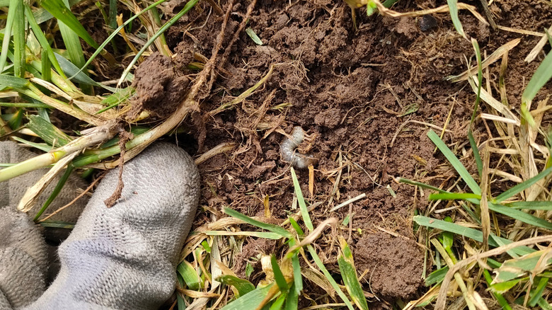 Gloved fingers pulling up soil to reveal Japanese beetle larvae