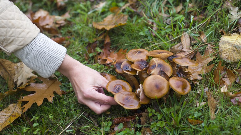 Hand removing mushrooms from lawn