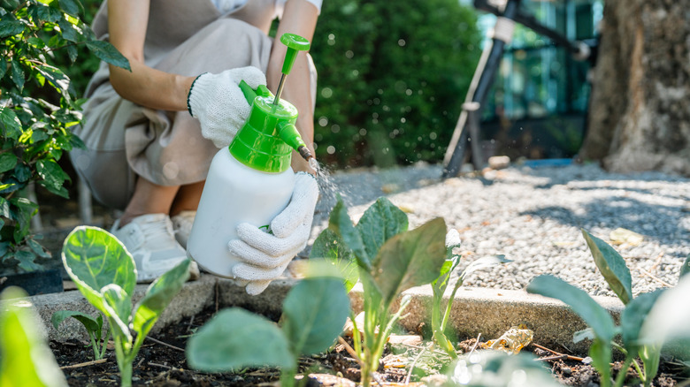 Gardener spraying solution on plant