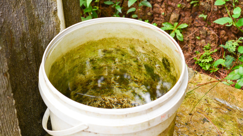 A bucket with stagnant water attracting mosquitos