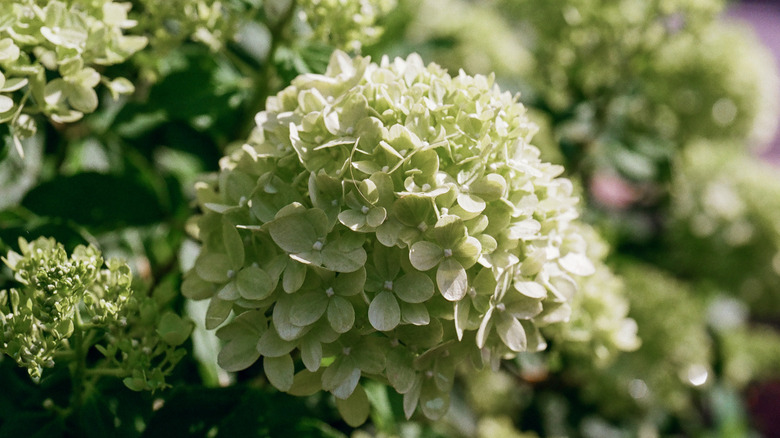 Closeup of a white hydrangea flower