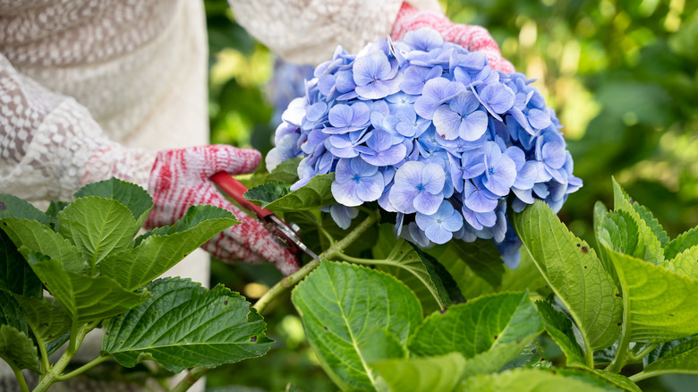 Gloved hands cutting blue hydrangea stem with pruning shears