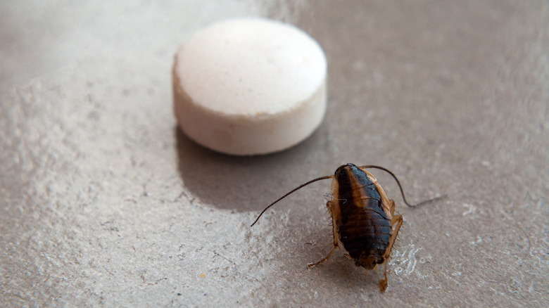 A cockroach and a tablet