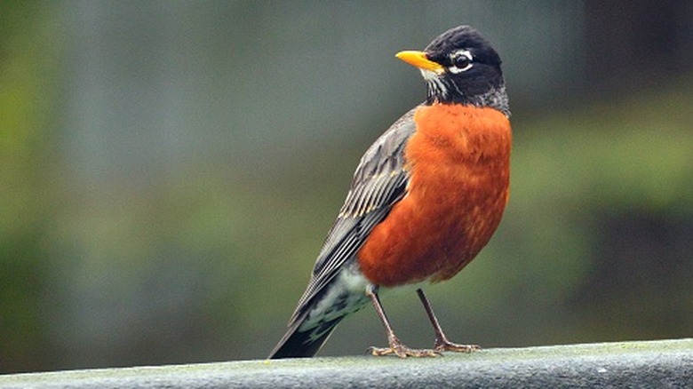 An American robin perched on a deck railing