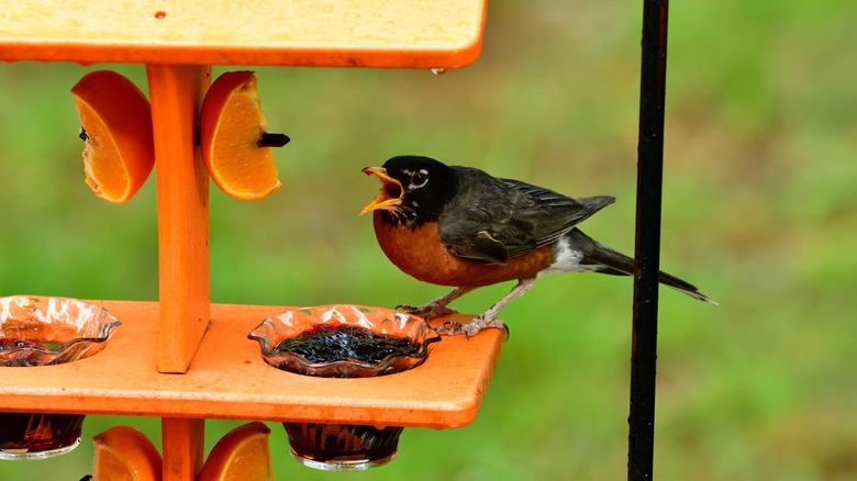A young American robin at a feeder filled with fruit and jelly