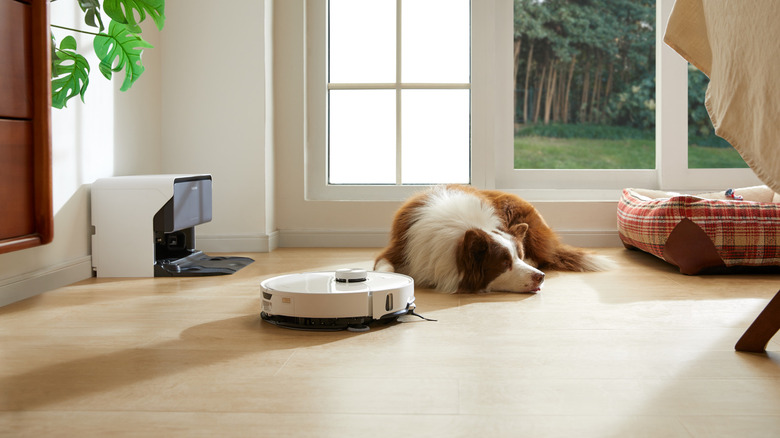 Dog sleeping next to robot vacuum
