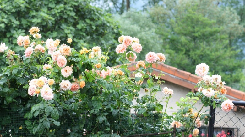 A pretty pale pink rose bush