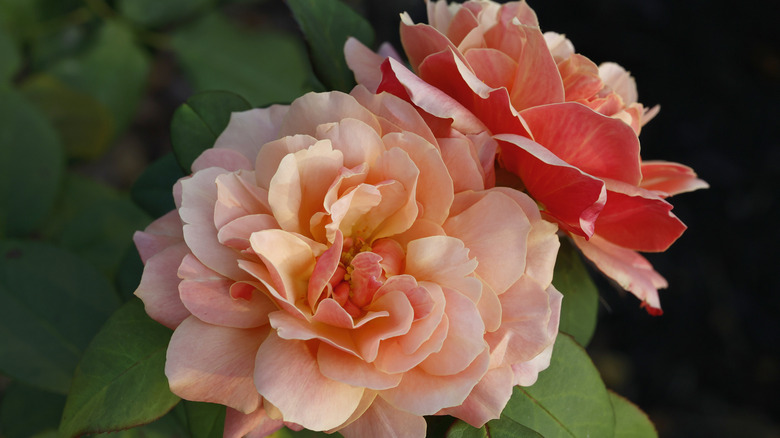 state of grace rose blooms