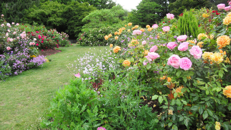 rose garden with pink and yellow flowers