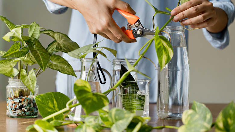 Gardener prepares plant cuttings