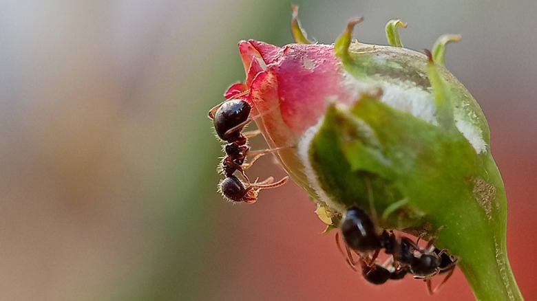 Ants crowd a rose bud.
