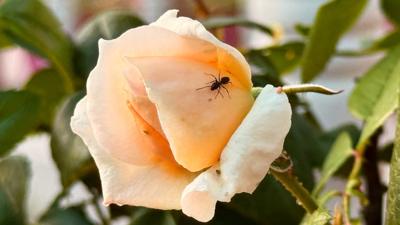 An ant on an orange rose.