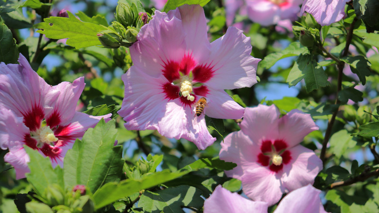 The pink flowers of a Rose of Sharon plant with a bee on one flower