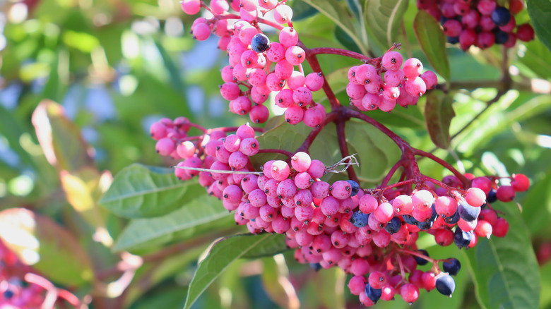 Close up of the ripe pink berries of a possum-haw plant