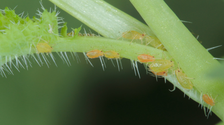 Close up of a green peach aphid