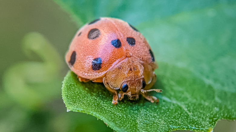 Mexican bean beetle resting on a leaf