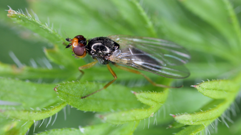 Carrot rust fly on a leaf