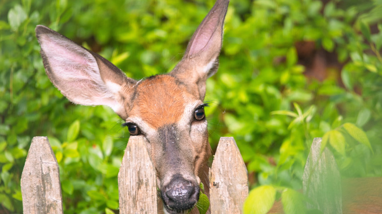 Deer peeking over a garden fence