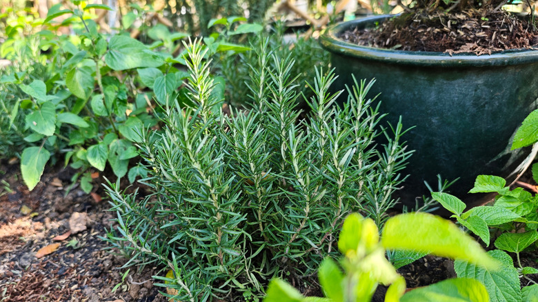 Woman enjoying the smell of rosemary