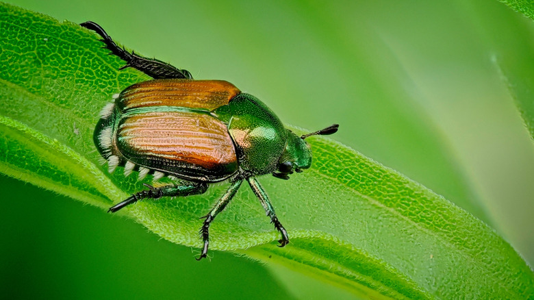 Japanese beetle on the leaf of a plant