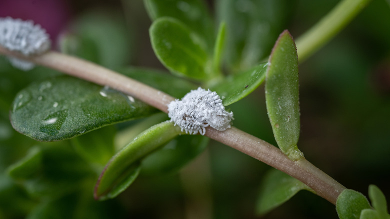 Close up of mealybug living on a plant