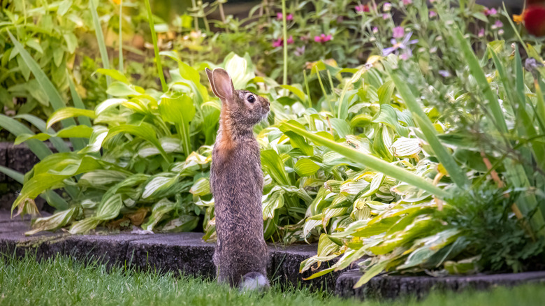 Wild rabbit eating plants in the garden