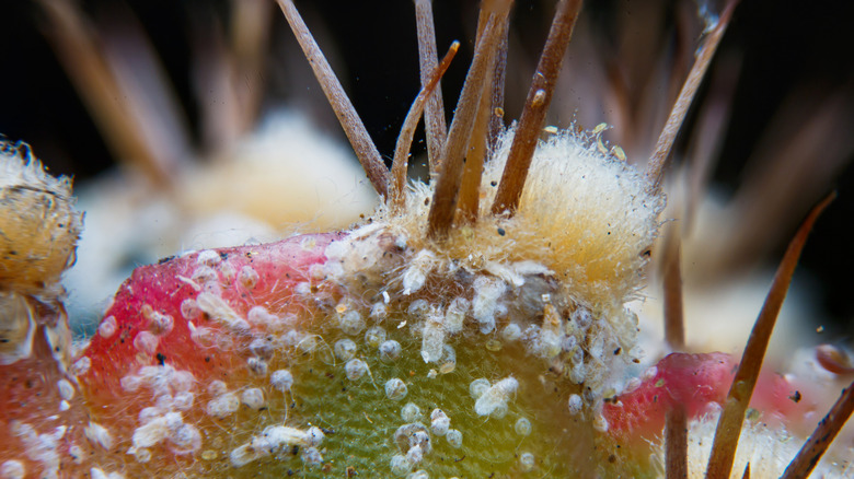 Scale insects sucking sap from a cactus