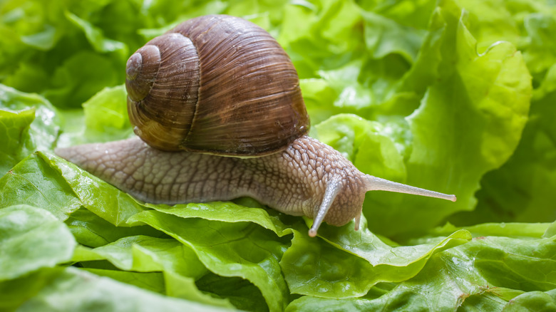 Snail on a lettuce leaf