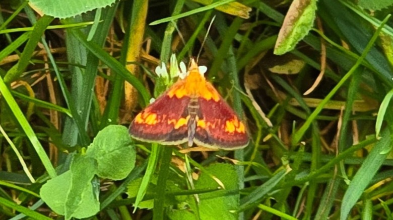 Southern purple mint moth on the grass