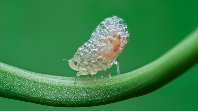 Spittlebug nymph on a plant stem