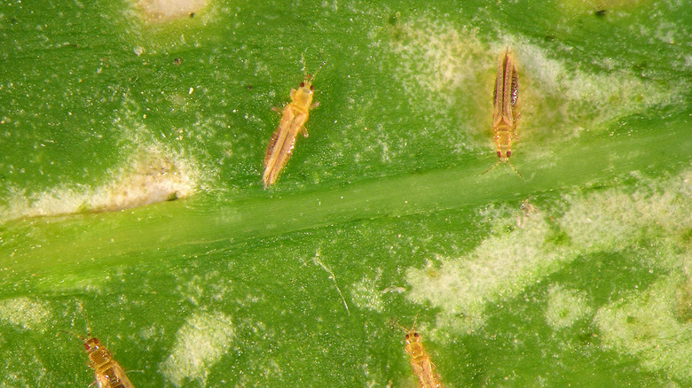 Western flower thrips on the leaf of a plant