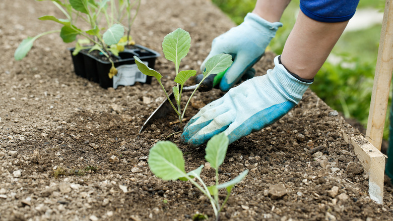 Planting broccoli in garden
