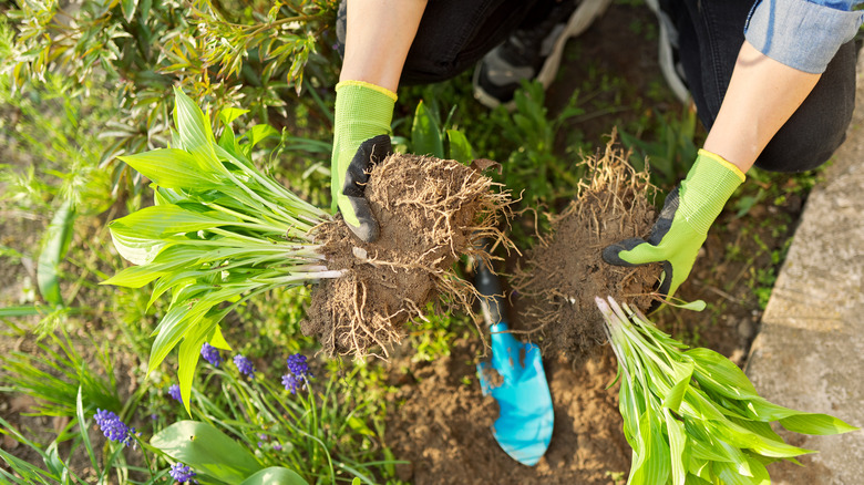 Gardener holding plant roots