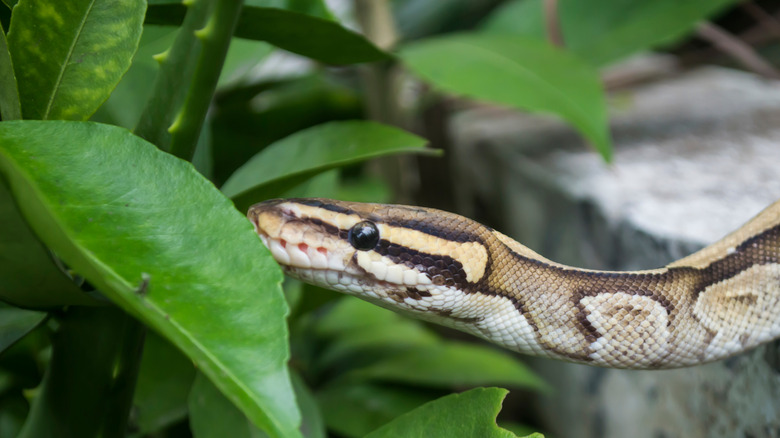 snake in grass