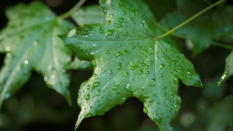 Raindrops cover green maple leaves.