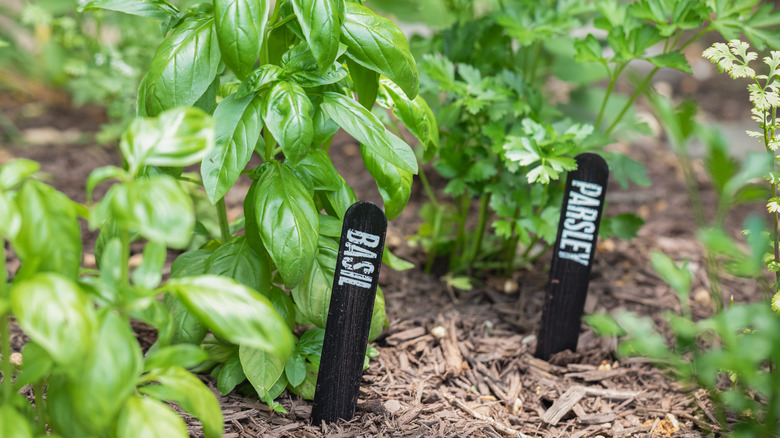 Popsicle stick plant stakes in herb garden