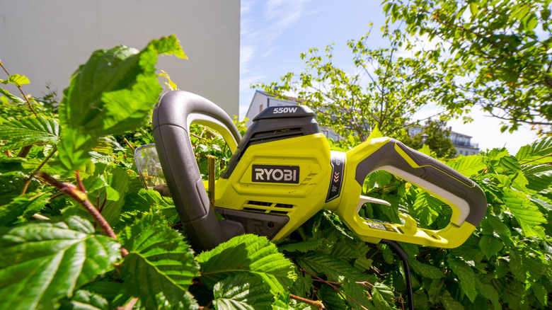 A Ryobi hedge trimmer on top of a garden hedge