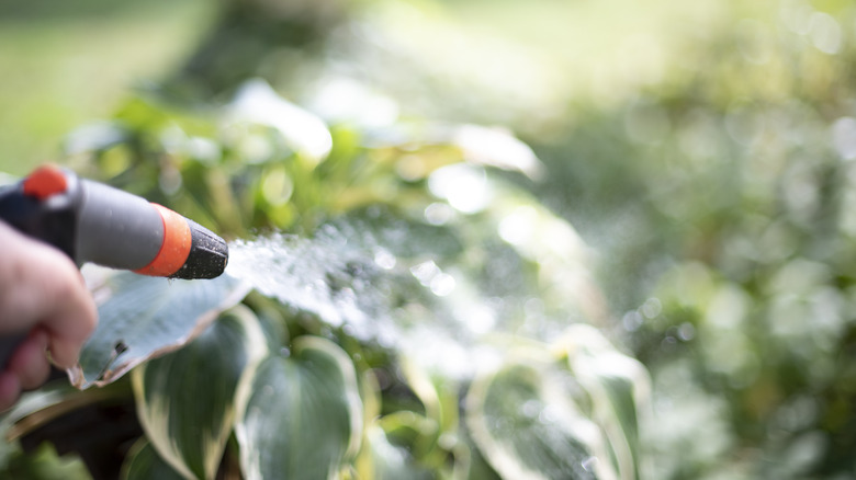 Spraying outdoor plants in garden