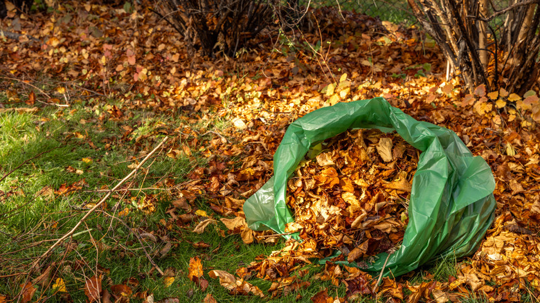 a pile of fallen leaves in a garbage bag in a yard