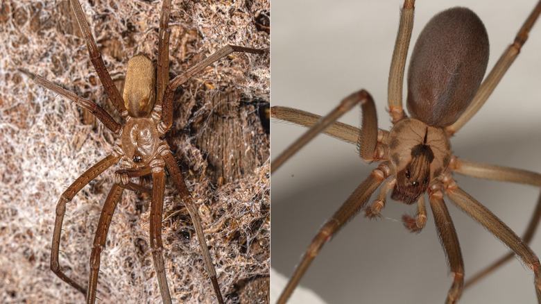 A male Southern house spider pictured left and brown recluse pictured right.